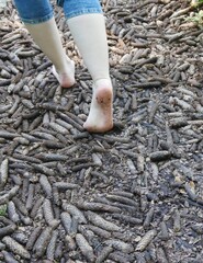Barefoot path.The surface is sprinkled with pine cones, a strange experience for mere feet. Traces of the surface are attached to the foot soles. A young woman walks along the path