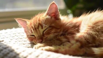Ginger kitten sleeping peacefully on white blanket