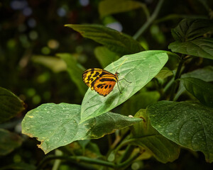 A butterfly is sitting on a leaf