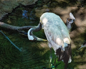A white and black bird is standing in a pond