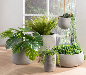 Indoor Greenery Displayed in Varied Concrete Pots Monstera, Fern, Hanging Succulent Cascade, Set on Wooden Table, Adjacent to a Window with Forested View, Nature Indoors, Illuminated by Natural Light.