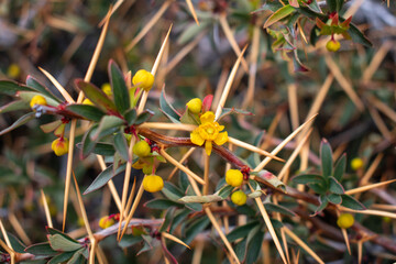 Small yellow flowers