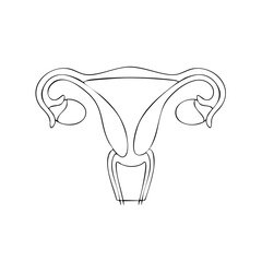 Uterus and Fallopian Tubes Line Art for Medical Diagrams or Education Illustration