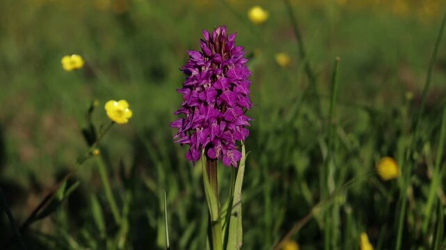 Marsh Orchid (Dactylorhiza majalis) Growing in a Meadow in South Wales, UK