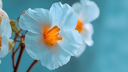 Fototapeta premium Close-up of delicate, pale blue flowers with orange centers.