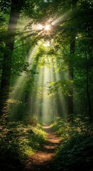 Sunbeams Illuminating a Serene Forest Path Bathed in Natural Light
