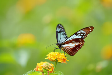 Fototapeta premium Captivating Graphium doson Butterfly Resting on Bright Yellow Lantana camara Flowers, Showcasing its Unique Wing Markings in a Natural Outdoor Setting