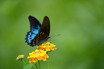 Fototapeta premium Blue Morpho Butterfly Perched on Yellow Lantana Flowers in a Tropical Garden, Showcasing its Iridescent Wings and Delicate Structure Against a Green Backdrop