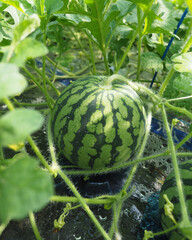 Fuzzy watermelon stem curls under leaf shade.