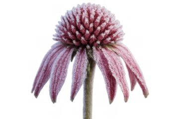Purple coneflower covered with frost on transparent background, winter scene with ice crystals on petals