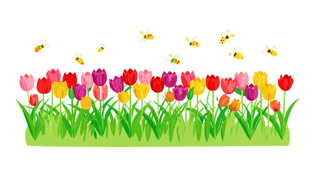 tulips in the garden