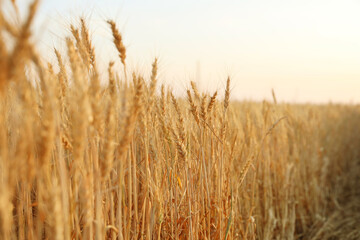 Fototapeta premium Golden wheat ears growing in field, closeup