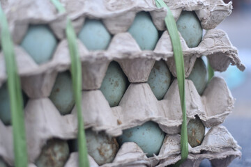 duck eggs in carton tray. 