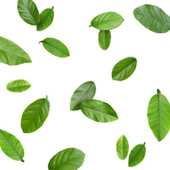 Green citrus leaves flying against white background