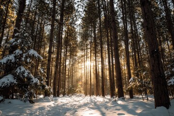 Sunlit snowy forest path