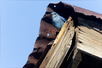 Mountain Bluebird