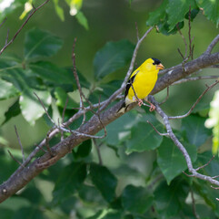 Male American Goldfinch, closeup, in tree in Dumfries, Virginia