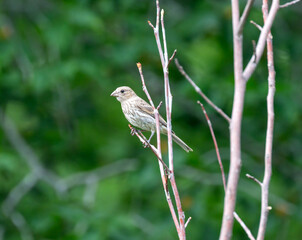 Female House Finch, closeup, in tree in Dumfries, Virginia