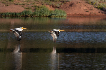 American Wihte Pelicans