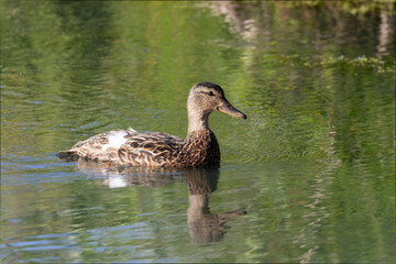 Female Mallard