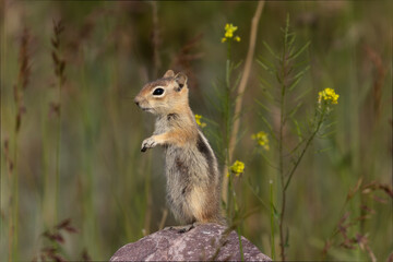 Cute Chipmumk