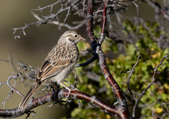 Vesper Sparrow