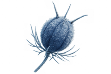 Close-up of a frozen nigella damascena seed pod covered in ice crystals, isolated on a transparent background