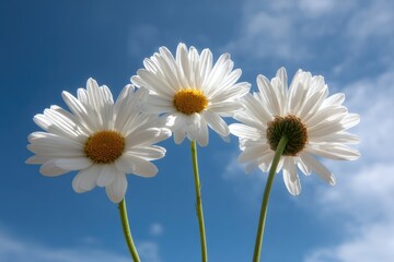 Naklejka premium Three white daisies against a partly cloudy blue sky
