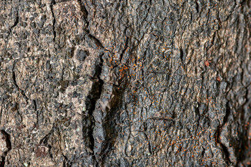 Close-up View of Textured Tree Bark Revealing Intricate Patterns and Natural Elements in an Outdoor Setting