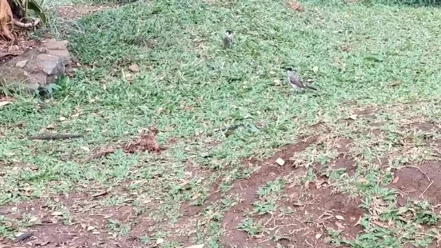 sooty headed bulbul on the grass looking for food in the morning