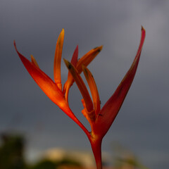 Strelitzia reginae flower in garden
