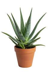 Aloe vera plant in a pot isolated on white background