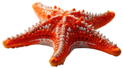 Radiant Seastar: a vibrant orange seastar showcasing its intricate details, highlighting its radial symmetry and textured surface in a close-up shot.