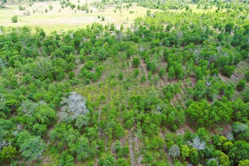 Plant path in the rehabilitation area of heathland forest ecosystem type, as seen from the air.