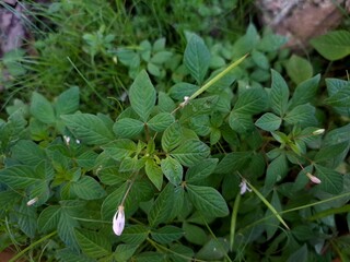 Green plant leaves background, top view. Nature spring concept. Nature background
