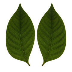 Obraz premium Detailed Close-up of Two Green Leaves' Intricate Venation Patterns