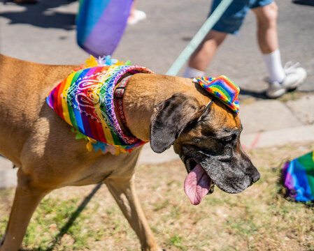 Large Great Dane dog wearing rainbow accessories walking on leash during pride event
