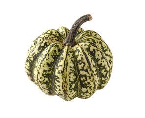 Close-up of a small, variegated squash