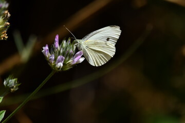 MARIPOSA