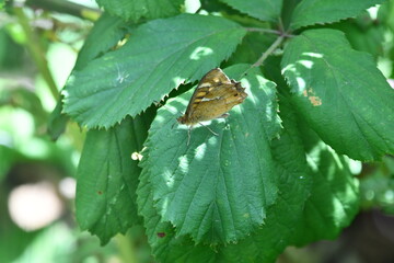 MARIPOSA