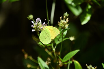 MARIPOSA