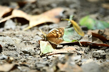 MARIPOSA