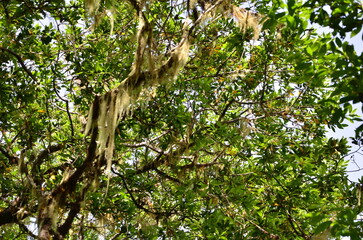 PAISAJE DEL INTERIOR DE UN BOSQUE