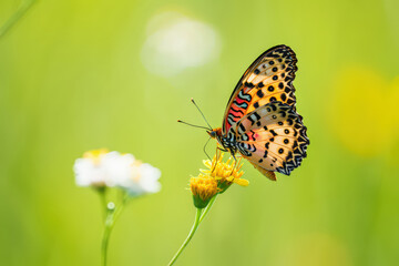 Obraz premium Delicate Leopard Lacewing Butterfly Sipping Nectar from a Vibrant Yellow Flower in a Lush Green Meadow A Serene Nature Scene with Intricate Details and Soft Lighting
