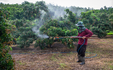 Asian farmer spraying liquid fertilizer to longan tree. These fertilizers are able to provide plants with the food that they need to survive via a couple of different delivery methods.