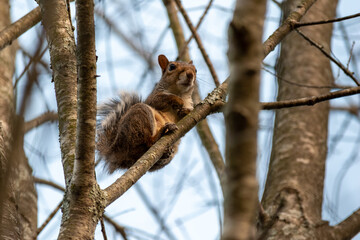 squirrel watching from a tree