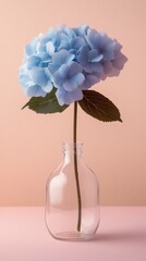 A single light-blue hydrangea in a clear glass vase against a pale peach background.  The hydrangea blooms are clustered, and the stem and leaves are visible.  The vase is a simple, rounded shape