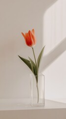 Single coral tulip in clear box vase, sunlit