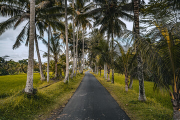Obraz premium Row of palm trees by the side of the road in a field