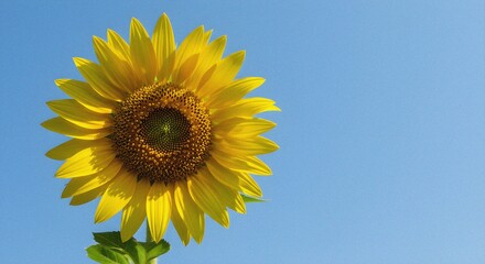 Obraz premium Sunflower in Bright Blue Sky
